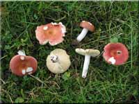 Ziegelroter Tubling - Russula velenovskyi 