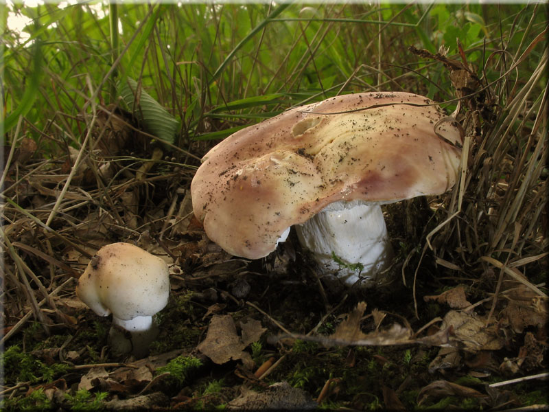 Fleischroter Speise-Tubling - Russula vesca