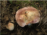 Fleischroter Speise-Tubling - Russula vesca