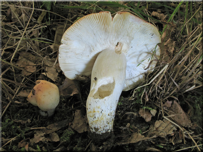 Fleischroter Speise-Tubling - Russula vesca