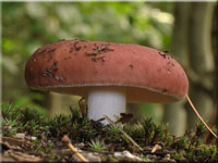 Fleischroter Speise-Tubling - Russula vesca