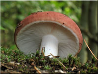 Fleischroter Speise-Tubling - Russula vesca