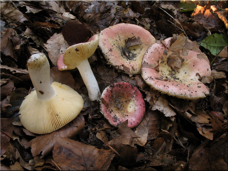 Scharfer Honig-Tubling - Russula veternosa