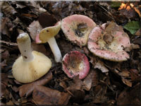 Scharfer Honig-Täubling - Russula veternosa