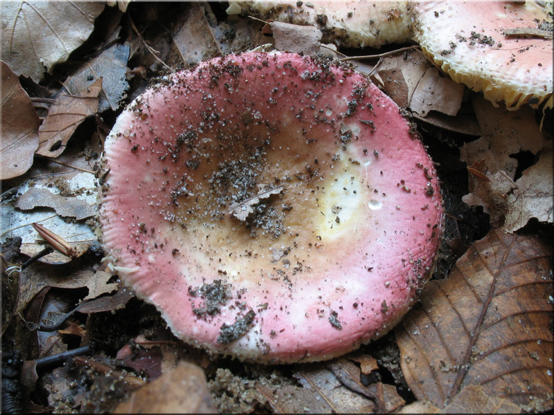 Scharfer Honig-Tubling - Russula veternosa