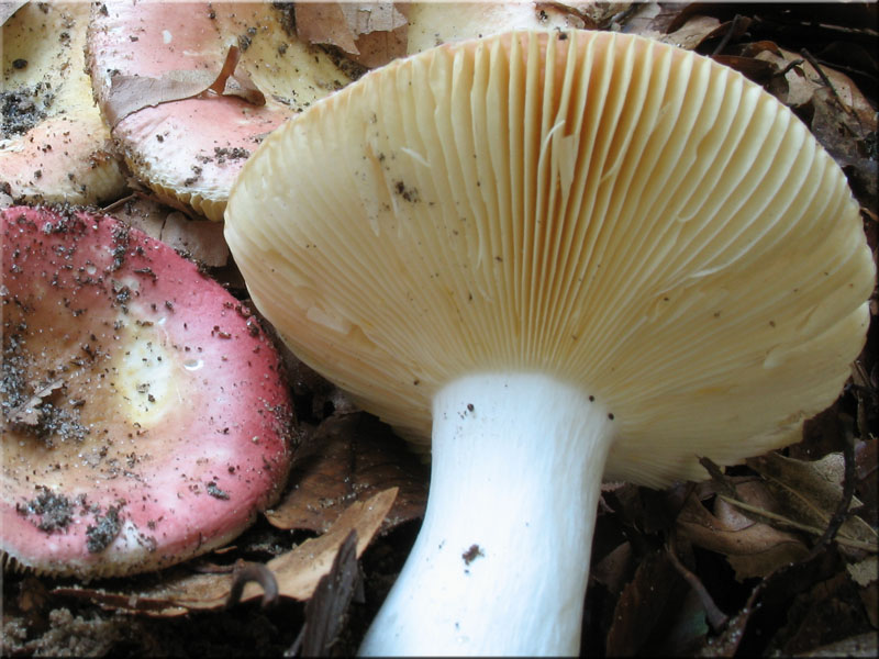 Scharfer Honig-Tubling - Russula veternosa