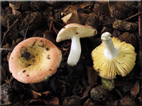 Scharfer Honig-Tubling - Russula veternosa