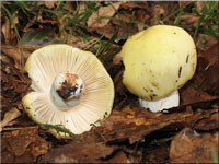 Violettstieliger Pfirsich-Tubling - Russula violeipes