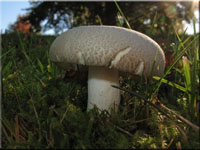 Grüngefelderter Täubling - Russula virescens
