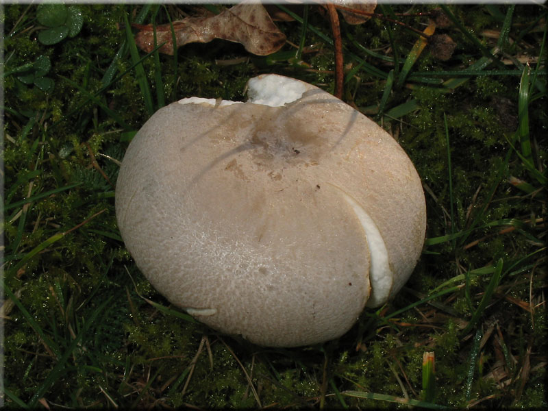 Grngefelderter Tubling - Russula virescens
