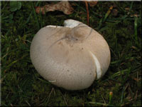 Grngefelderter Tubling - Russula virescens