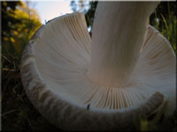 Grngefelderter Tubling - Russula virescens