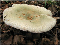 Grngefelderter Tubling - Russula virescens