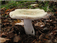 Grngefelderter Tubling - Russula virescens