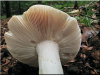 Grngefelderter Tubling - Russula virescens