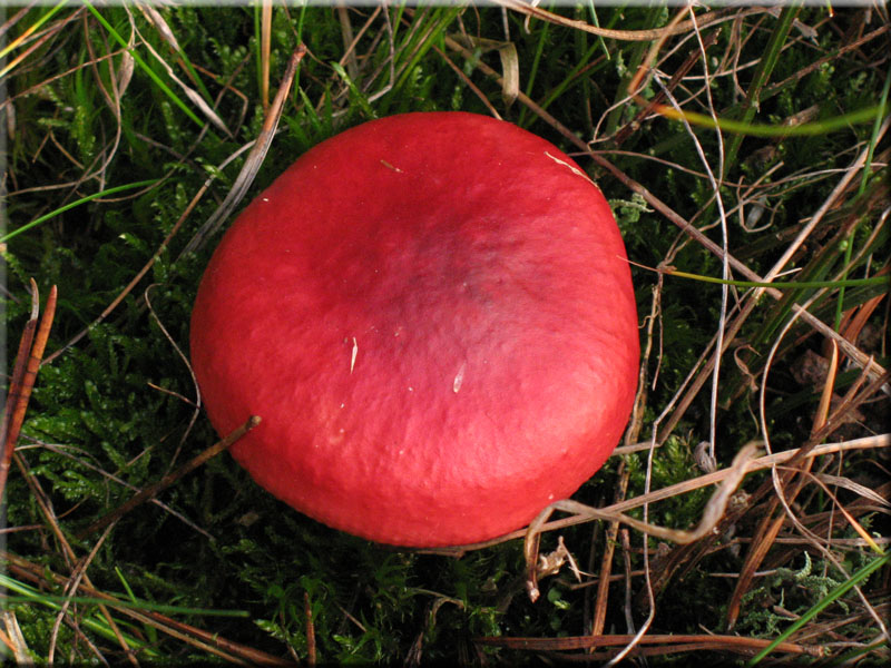 Roter Herings-Tubling - Russula xerampelina
