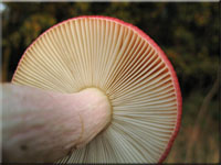 Roter Herings-Tubling - Russula xerampelina