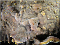 Zottiger Eichen-Schichtpilz - Stereum gausapatum