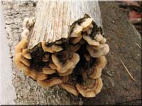 Striegeliger Schichtpilz - Stereum hirsutum
