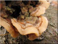 Striegeliger Schichtpilz - Stereum hirsutum