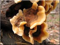 Striegeliger Schichtpilz - Stereum hirsutum