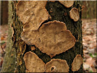 Runzeliger Schichtpilz - Stereum rugosum
