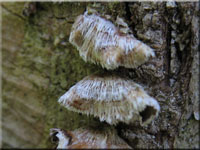 Blutender Nadelholz-Schichtpilz - Stereum sanguinolentum
