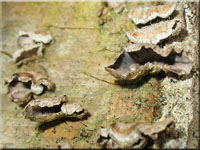 Blutender Nadelholz-Schichtpilz - Stereum sanguinolentum