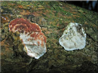 Blutender Nadelholz-Schichtpilz - Stereum sanguinolentum