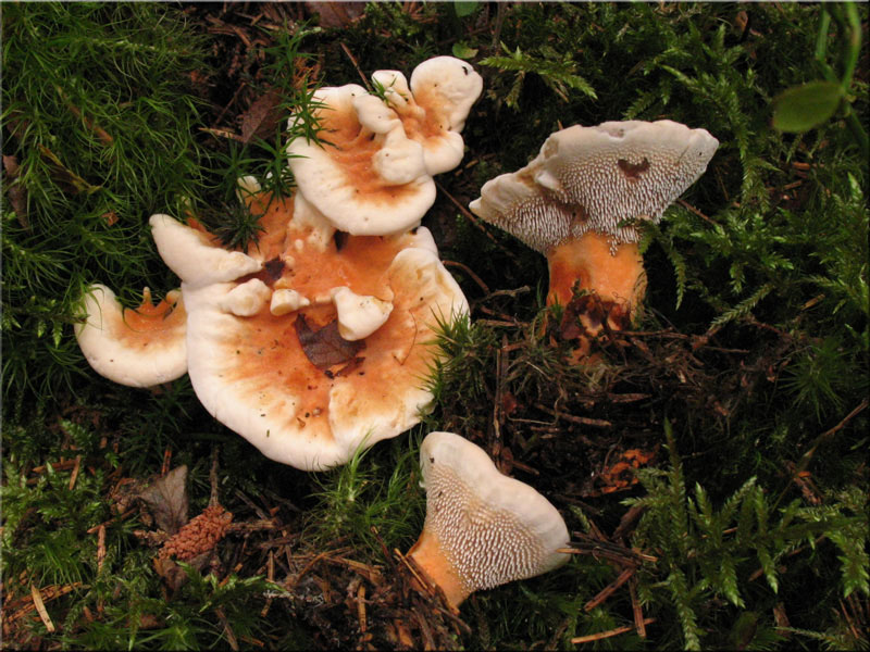 Orangegelber Korkstacheling - Hydnellum aurantiacum