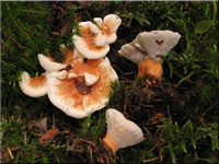 Orangegelber Korkstacheling - Hydnellum aurantiacum