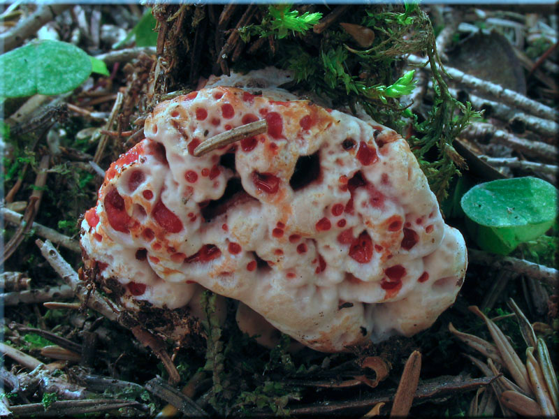 Scharfer Korkstacheling - Hydnellum peckii