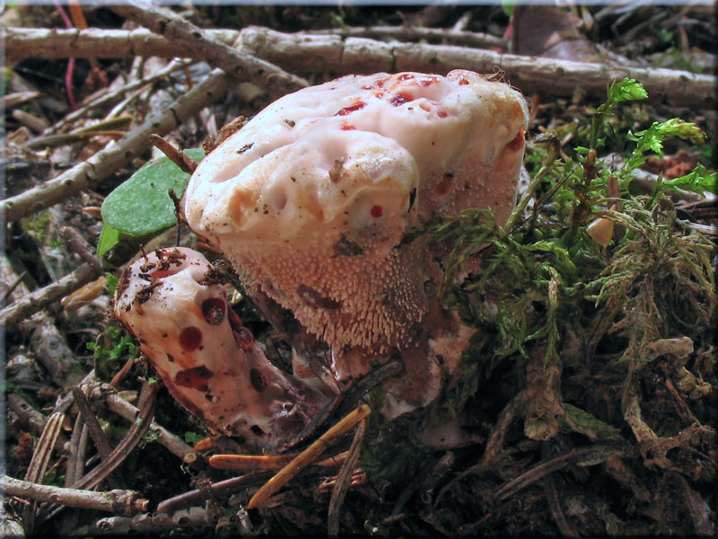 Scharfer Korkstacheling - Hydnellum peckii