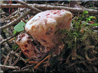 Scharfer Korkstacheling - Hydnellum peckii