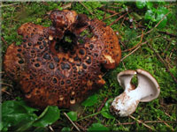 Habichtspilz - Sarcodon imbricatus
