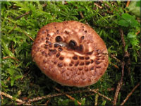 Habichtspilz - Sarcodon imbricatus