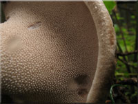 Habichtspilz - Sarcodon imbricatus