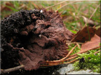 Fcherfrmiger Erd-Warzenpilz - Thelephora terrestris