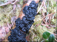 Warziger Drsling - Exidia plana