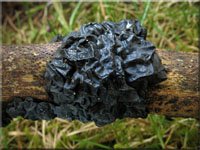 Warziger Drsling - Exidia plana