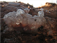 Weilicher Drsling - Exidia thuretiana