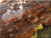 Weilicher Drsling - Exidia thuretiana