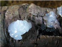 Weilicher Drsling - Exidia thuretiana