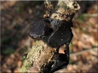 Becherförmiger Drüsling - Exidia truncata