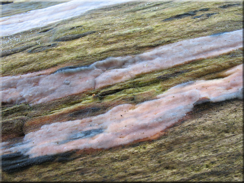 Rosaget�nte Gallertkruste - Exidiopsis effusa