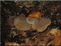 Eispilz - Pseudohydnum gelatinosum