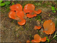 Fleischroter Gallerttrichter - Tremiscus helvelloides