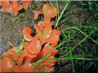 Fleischroter Gallerttrichter - Tremiscus helvelloides
