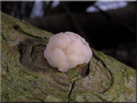 Weißkerniger Zitterling - Tremella encephela