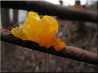 Goldgelber Zitterling - Tremella mesenterica 